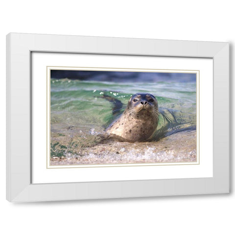 CA, La Jolla A seal swimming along the Coast White Modern Wood Framed Art Print with Double Matting by Talbot Frank, Christopher