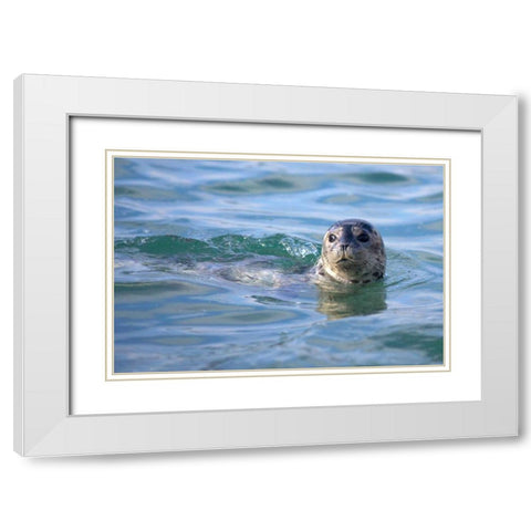CA, La Jolla A seal swimming along the Coast White Modern Wood Framed Art Print with Double Matting by Talbot Frank, Christopher
