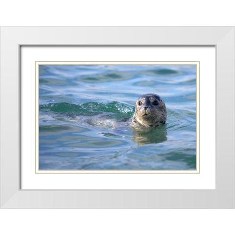 CA, La Jolla A seal swimming along the Coast White Modern Wood Framed Art Print with Double Matting by Talbot Frank, Christopher