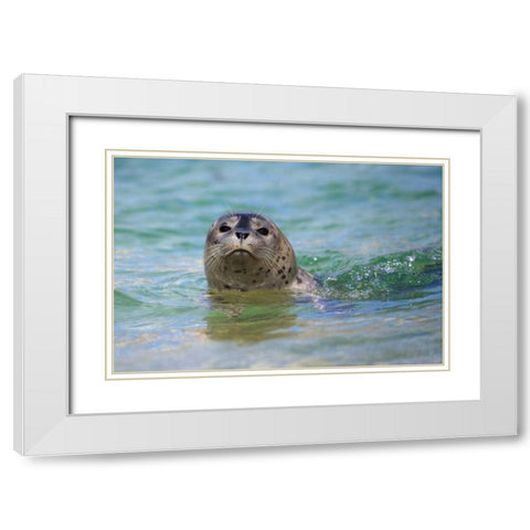 California, La Jolla Swimming with a baby seal White Modern Wood Framed Art Print with Double Matting by Talbot Frank, Christopher