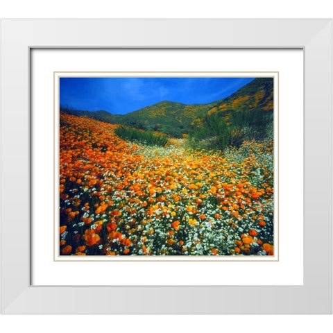 CA, Lake Elsinore Flowers covering a hillside White Modern Wood Framed Art Print with Double Matting by Talbot Frank, Christopher