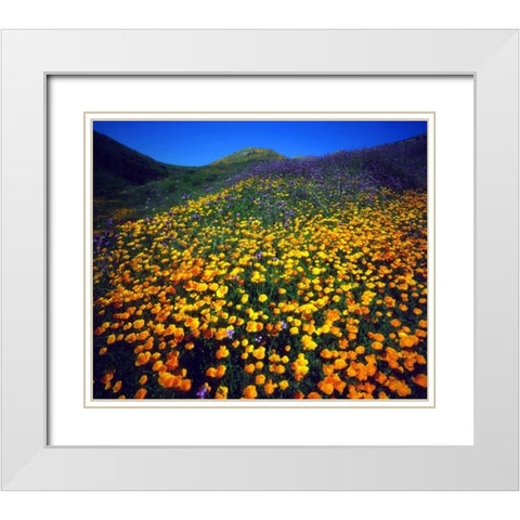 California, Lake Elsinore California poppies White Modern Wood Framed Art Print with Double Matting by Talbot Frank, Christopher