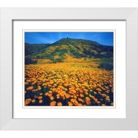 California, Lake Elsinore California poppies White Modern Wood Framed Art Print with Double Matting by Talbot Frank, Christopher