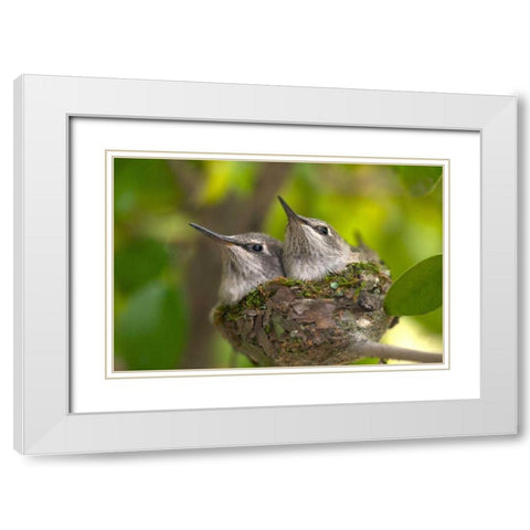 USA, California, Lakeside, Baby hummingbirds White Modern Wood Framed Art Print with Double Matting by Talbot Frank, Christopher
