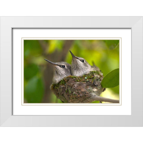 USA, California, Lakeside, Baby hummingbirds White Modern Wood Framed Art Print with Double Matting by Talbot Frank, Christopher