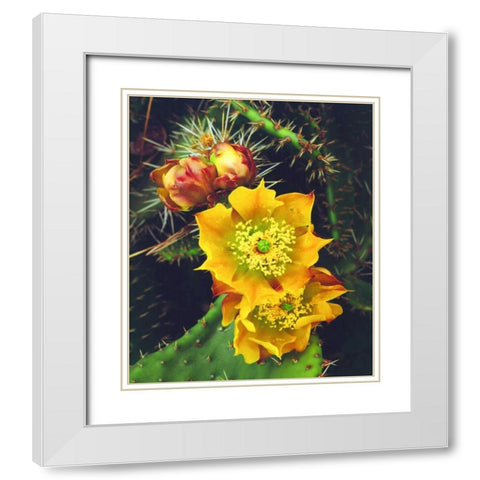 California, Lakeside, Prickly Pear Cactus flowers White Modern Wood Framed Art Print with Double Matting by Talbot Frank, Christopher