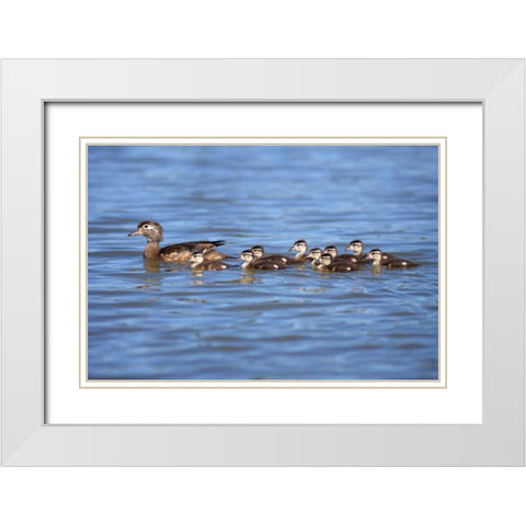 California Wood Ducklings on Lindo Lake White Modern Wood Framed Art Print with Double Matting by Talbot Frank, Christopher