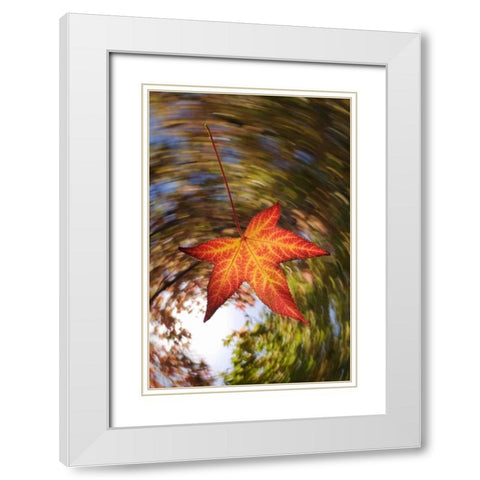 CA, San Diego, Falling Leaf from a tree in autumn White Modern Wood Framed Art Print with Double Matting by Talbot Frank, Christopher