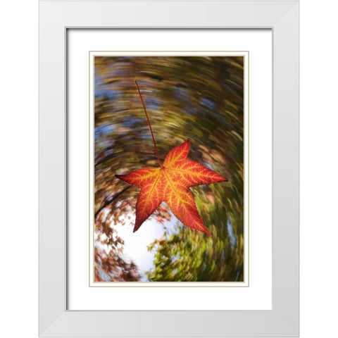 CA, San Diego, Falling Leaf from a tree in autumn White Modern Wood Framed Art Print with Double Matting by Talbot Frank, Christopher
