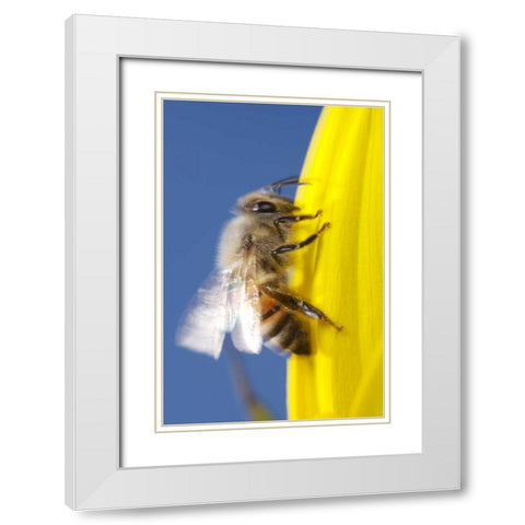 USA, California, San Diego, Honey Bee taking off White Modern Wood Framed Art Print with Double Matting by Talbot Frank, Christopher
