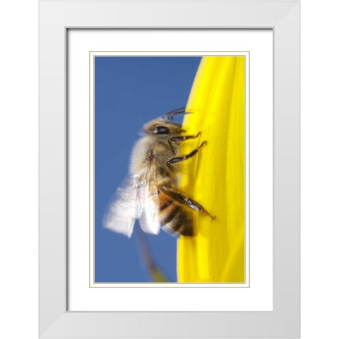 USA, California, San Diego, Honey Bee taking off White Modern Wood Framed Art Print with Double Matting by Talbot Frank, Christopher