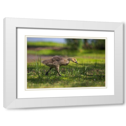 CA, San Diego, Lakeside, Canadian goose gosling White Modern Wood Framed Art Print with Double Matting by Talbot Frank, Christopher