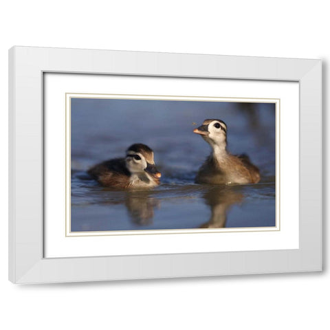 CA, San Diego, Wood ducklings on Lindo Lake White Modern Wood Framed Art Print with Double Matting by Talbot Frank, Christopher