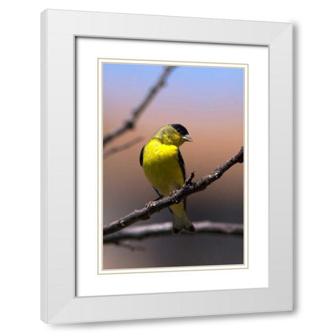 California, San Diego, Lakeside A Yellow Finch White Modern Wood Framed Art Print with Double Matting by Talbot Frank, Christopher