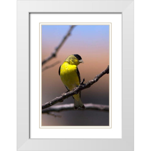 California, San Diego, Lakeside A Yellow Finch White Modern Wood Framed Art Print with Double Matting by Talbot Frank, Christopher