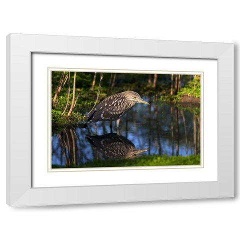 CA, San Diego Black-Crowned Night-Heron White Modern Wood Framed Art Print with Double Matting by Talbot Frank, Christopher