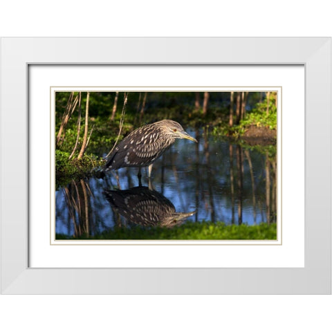 CA, San Diego Black-Crowned Night-Heron White Modern Wood Framed Art Print with Double Matting by Talbot Frank, Christopher