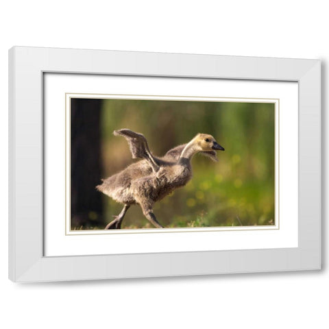 California, San Diego, Lakeside Canada Gosling White Modern Wood Framed Art Print with Double Matting by Talbot Frank, Christopher
