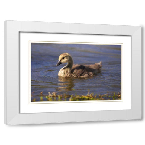 California, San Diego, Lakeside Canada Gosling White Modern Wood Framed Art Print with Double Matting by Talbot Frank, Christopher