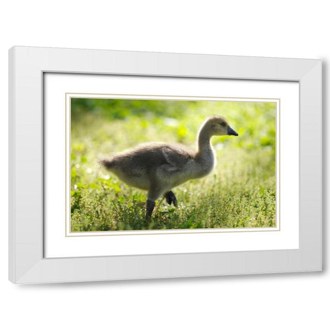 California, San Diego, Lakeside Canada Gosling White Modern Wood Framed Art Print with Double Matting by Talbot Frank, Christopher