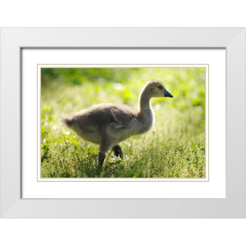 California, San Diego, Lakeside Canada Gosling White Modern Wood Framed Art Print with Double Matting by Talbot Frank, Christopher