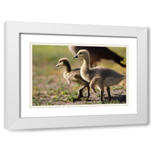 CA, San Diego, Close up of Canada Goslings White Modern Wood Framed Art Print with Double Matting by Talbot Frank, Christopher