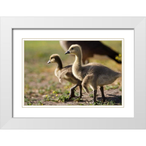 CA, San Diego, Close up of Canada Goslings White Modern Wood Framed Art Print with Double Matting by Talbot Frank, Christopher