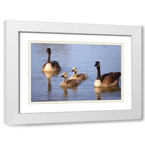 California, San Diego, Lakeside Canada Goslings White Modern Wood Framed Art Print with Double Matting by Talbot Frank, Christopher