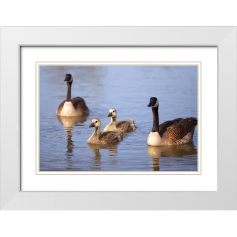 California, San Diego, Lakeside Canada Goslings White Modern Wood Framed Art Print with Double Matting by Talbot Frank, Christopher