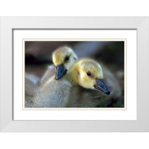 California, San Diego, Lakeside Canada Goslings White Modern Wood Framed Art Print with Double Matting by Talbot Frank, Christopher