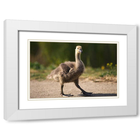 California, San Diego, Lakeside Canadian Gosling White Modern Wood Framed Art Print with Double Matting by Talbot Frank, Christopher