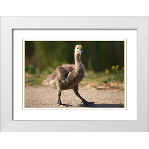 California, San Diego, Lakeside Canadian Gosling White Modern Wood Framed Art Print with Double Matting by Talbot Frank, Christopher