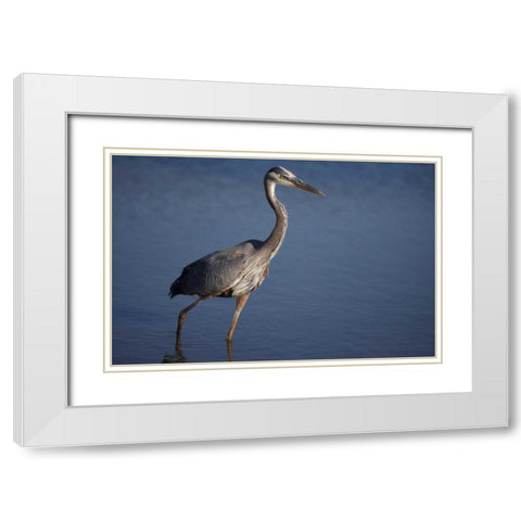 California, San Diego, Lakeside Great Blue Heron White Modern Wood Framed Art Print with Double Matting by Talbot Frank, Christopher