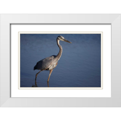 California, San Diego, Lakeside Great Blue Heron White Modern Wood Framed Art Print with Double Matting by Talbot Frank, Christopher