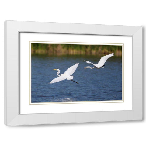 California, San Diego, Lakeside Great Egrets White Modern Wood Framed Art Print with Double Matting by Talbot Frank, Christopher
