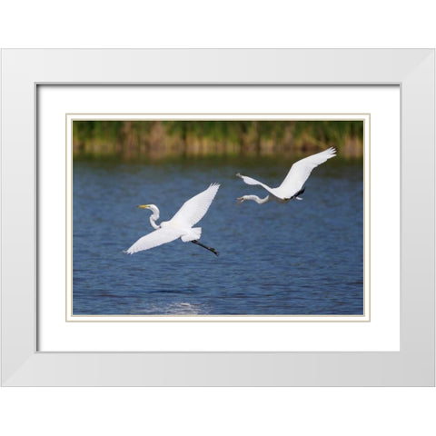California, San Diego, Lakeside Great Egrets White Modern Wood Framed Art Print with Double Matting by Talbot Frank, Christopher