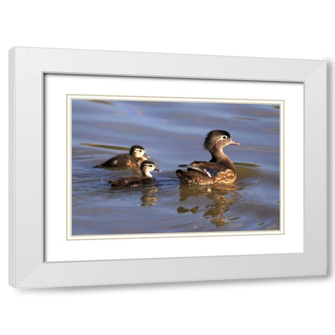 CA, San Diego, Lakeside Wood duck and Ducklings White Modern Wood Framed Art Print with Double Matting by Talbot Frank, Christopher