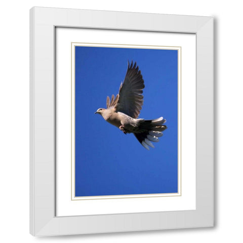 CA, San Diego, Lakeside Mourning Dove flying White Modern Wood Framed Art Print with Double Matting by Talbot Frank, Christopher