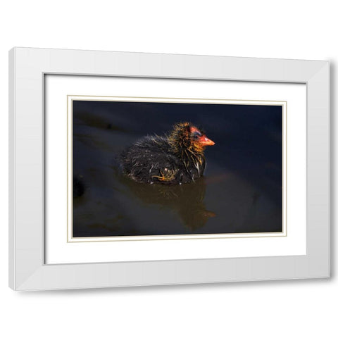USA, California, San Diego, Lakeside Mud Chick White Modern Wood Framed Art Print with Double Matting by Talbot Frank, Christopher
