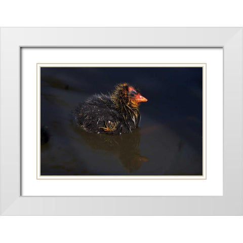 USA, California, San Diego, Lakeside Mud Chick White Modern Wood Framed Art Print with Double Matting by Talbot Frank, Christopher