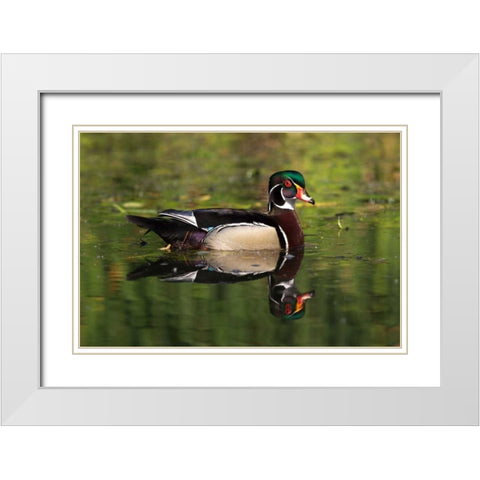 USA, California, San Diego, Lakeside Wood Duck White Modern Wood Framed Art Print with Double Matting by Talbot Frank, Christopher