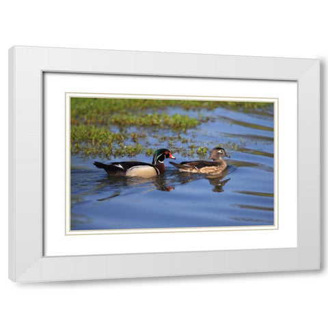 USA, California, San Diego, Lakeside Wood Ducks White Modern Wood Framed Art Print with Double Matting by Talbot Frank, Christopher