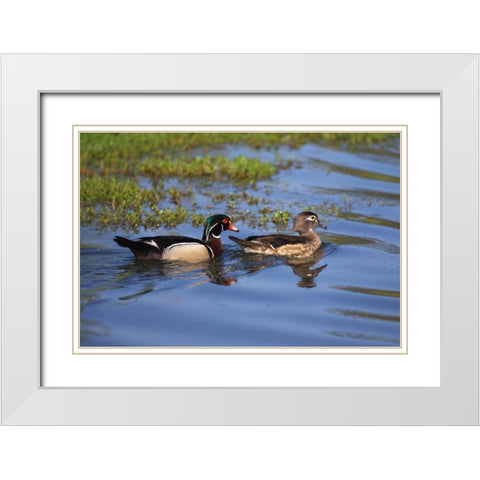 USA, California, San Diego, Lakeside Wood Ducks White Modern Wood Framed Art Print with Double Matting by Talbot Frank, Christopher