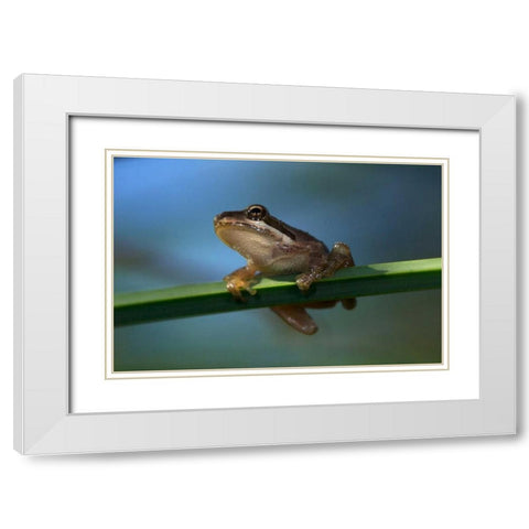 CA, San Diego, Mission Trails A Baby Tree Frog White Modern Wood Framed Art Print with Double Matting by Talbot Frank, Christopher