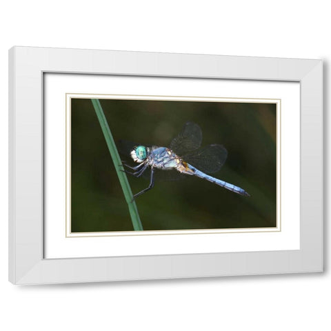 CA, Mission Trails regional Park Blue Dragonfly White Modern Wood Framed Art Print with Double Matting by Talbot Frank, Christopher