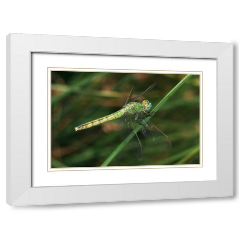 CA, San Diego, Mission Trails A Green Dragonfly White Modern Wood Framed Art Print with Double Matting by Talbot Frank, Christopher