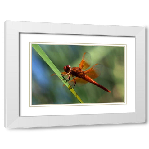 CA, San Diego, Mission Trails A Orange Dragonfly White Modern Wood Framed Art Print with Double Matting by Talbot Frank, Christopher