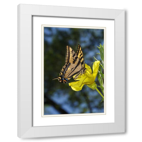 CA, Mission Trails Anise Swallowtail Butterfly White Modern Wood Framed Art Print with Double Matting by Talbot Frank, Christopher