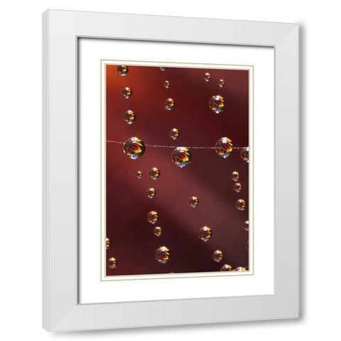 CA, San Diego, Sunflower reflection in spider web White Modern Wood Framed Art Print with Double Matting by Talbot Frank, Christopher