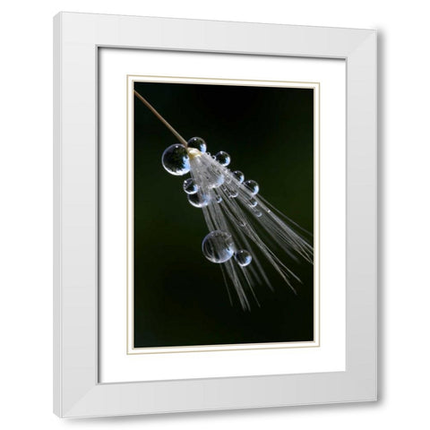 California, San Diego, Water drops on a dandelion White Modern Wood Framed Art Print with Double Matting by Talbot Frank, Christopher